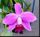 Laelia pumila * Omar Eduardo Rocha
oropurpura@yahoo.com * 423 x 389 * (36KB)
